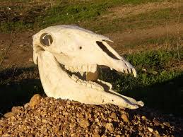 Nobres e o fenômeno da cabeça de burro enterrada… em algum lugar