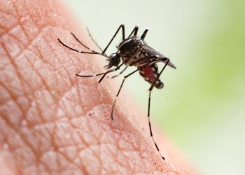 Ministério da Saúde reforça campanha sobre sintomas de dengue, Zika e chikungunya