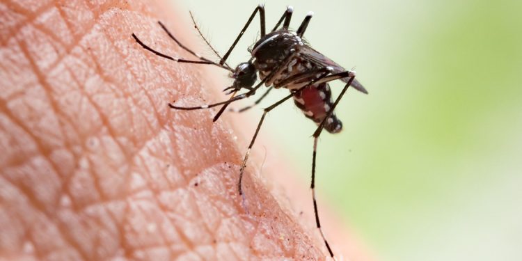 Ministério da Saúde reforça campanha sobre sintomas de dengue, Zika e chikungunya