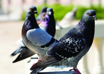 Nobres convive com uma superpopulação de pombos