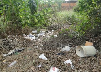 Convivência pacífica: floresta e ambiente habitado na área central da cidade