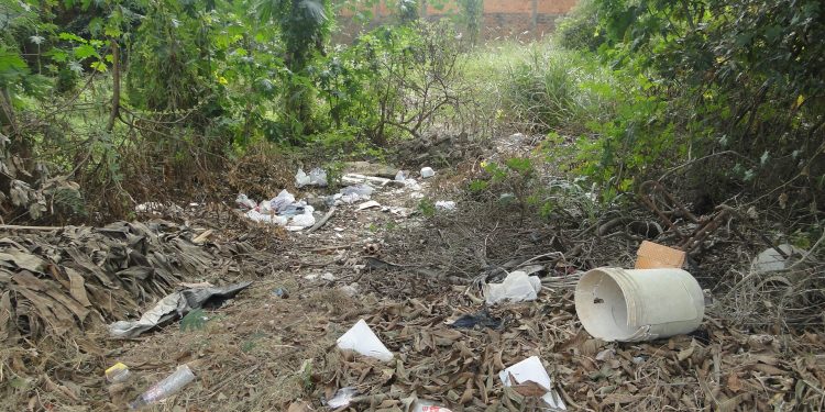 Convivência pacífica: floresta e ambiente habitado na área central da cidade Convivência pacífica: floresta e ambiente habitado na área central da cidade