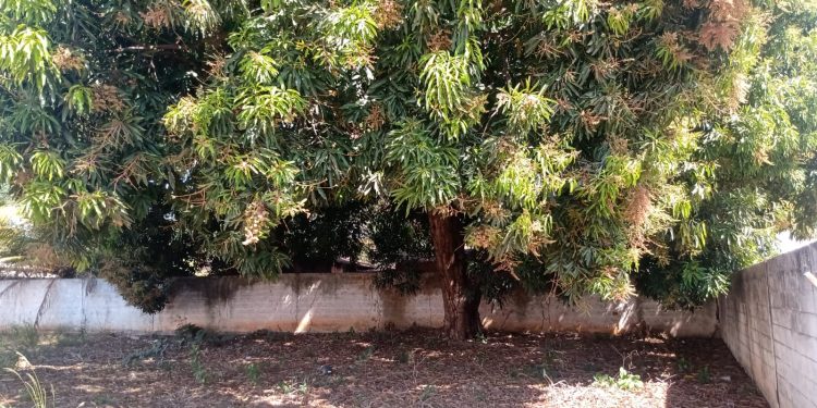 No bairro São José, diretoria comunitária segue engessada por entulhos autoritários e negligência