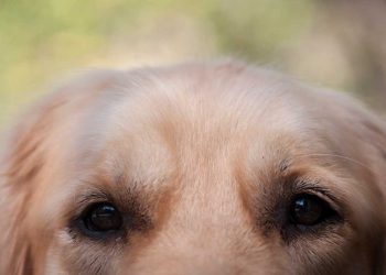 Cães e gatos serão chipados e terão identidades respectivas