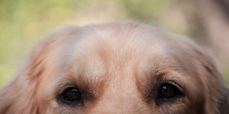 Cães e gatos serão chipados e terão identidades respectivas